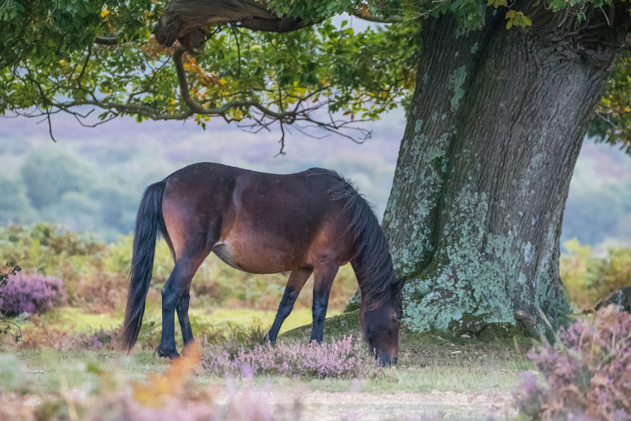 New Forest Pony, near Sandleheath